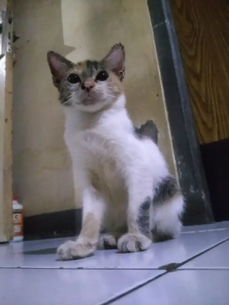 Open adopt betina 5 bulan