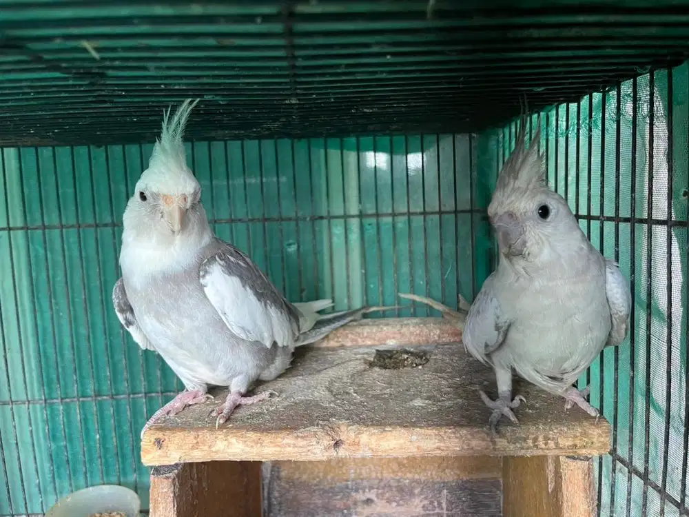 Falk / parkit australia sepasang