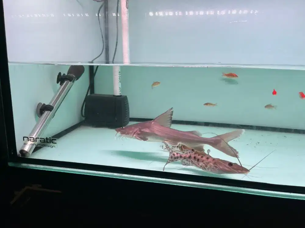 Ikan predator TSN SB