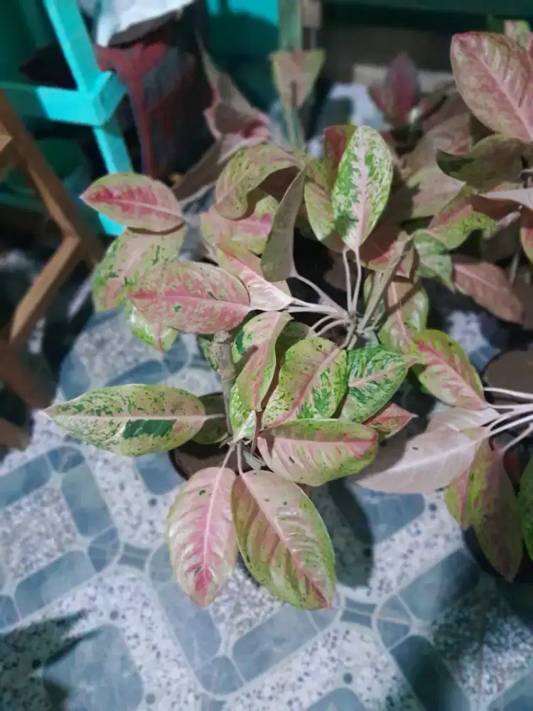 Di jual tanaman hias aglonema,sehat seger dan subur