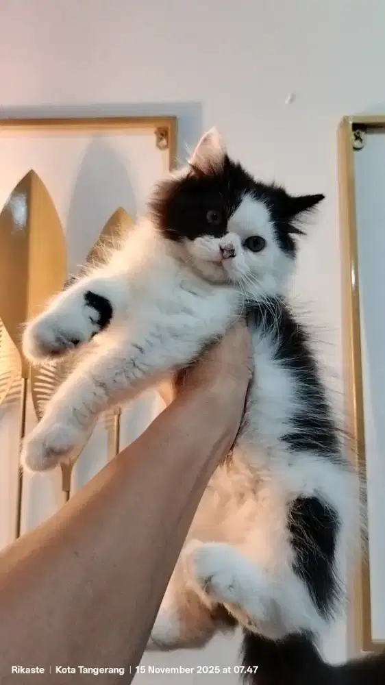 Kucing Persia Munhckin NS