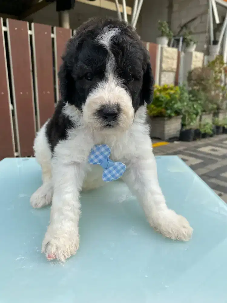 Giant poodle super big bone jantan betina