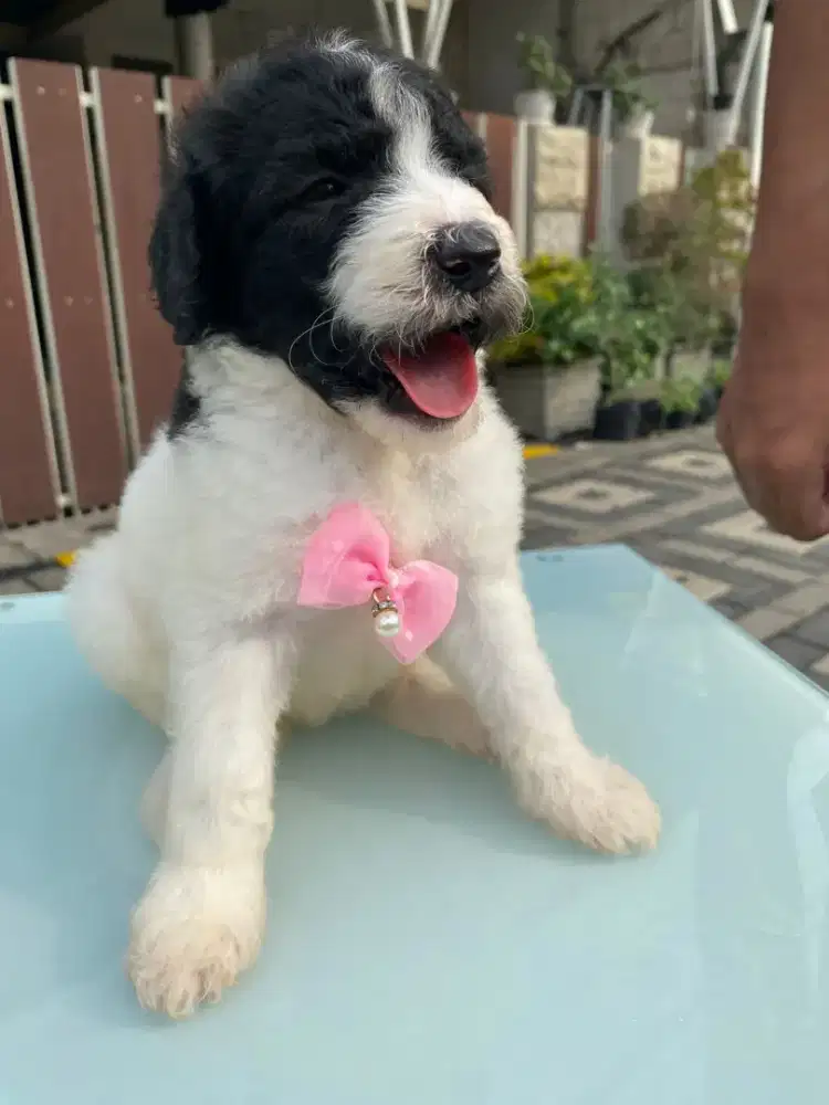 Giant poodle super big bone party