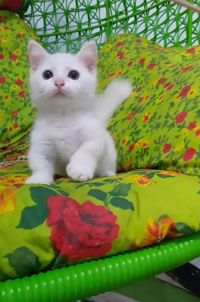 Munchkin BSH Betina White Solid