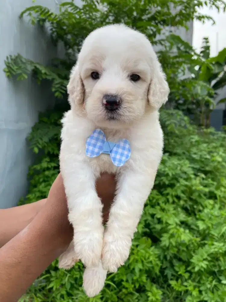 Giang poodle super big bone jantan betina party