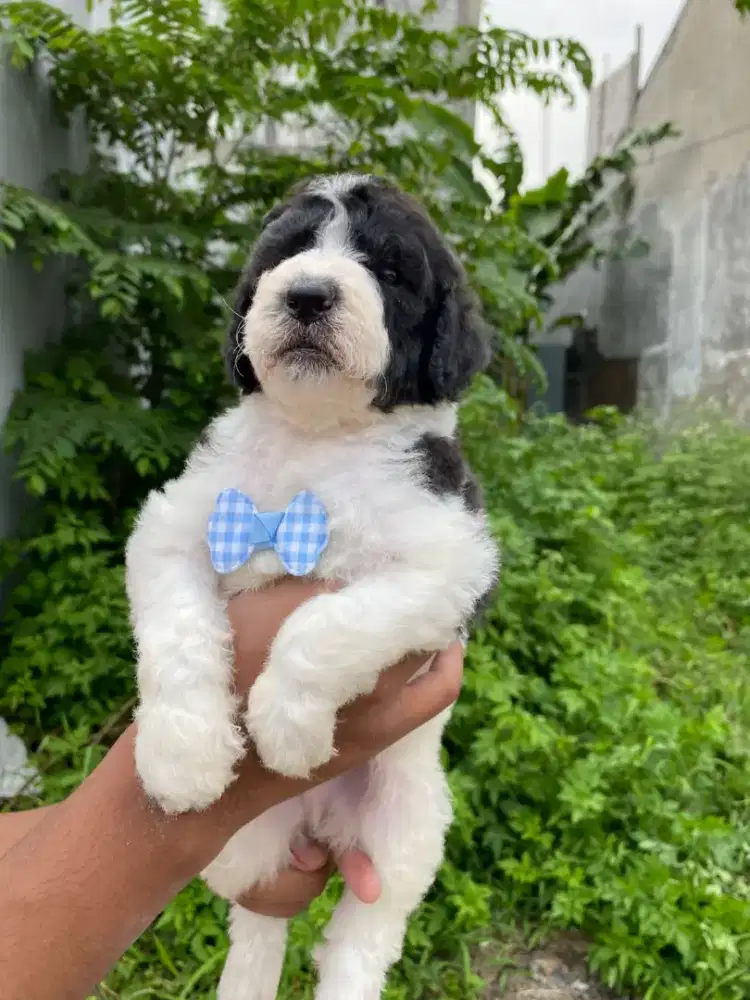 Super giant poodle party jantan betina