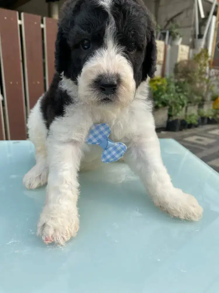 Giant poodle party jantan betina super big bone