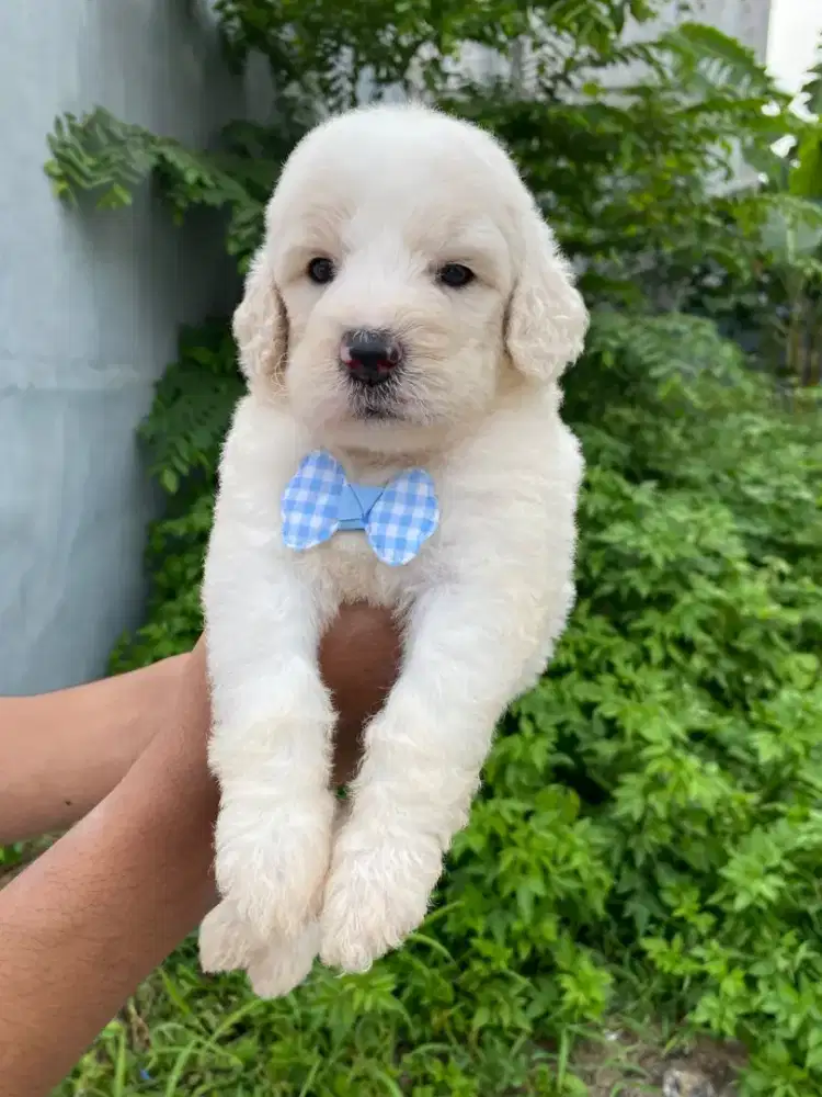 Giant poodle party lucu menggemaskan