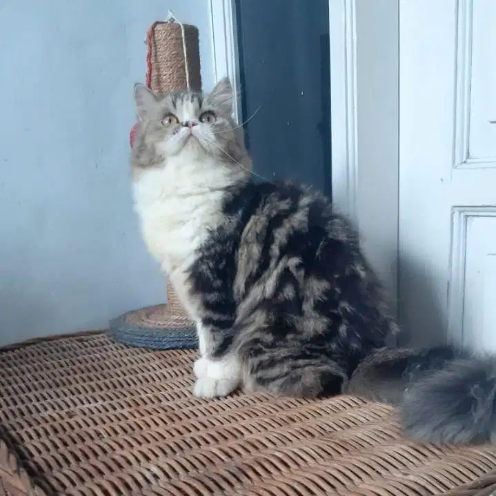 Kucing Persia Betina