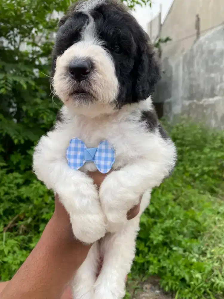 Giant poodle super big bone party