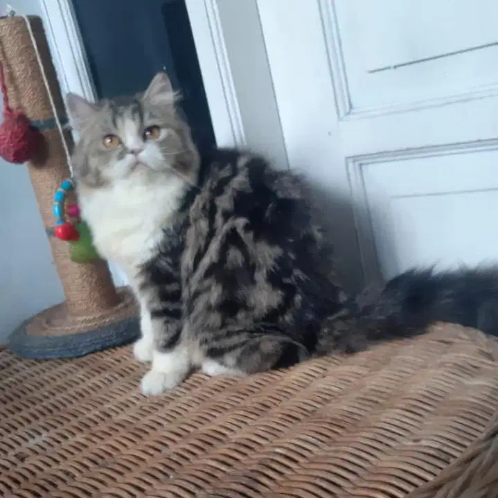 Kucing Persia Medium Betina