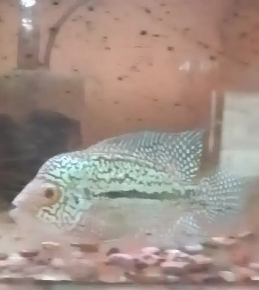 Louhan Kamfa F2 Ori Thailand Good Quality