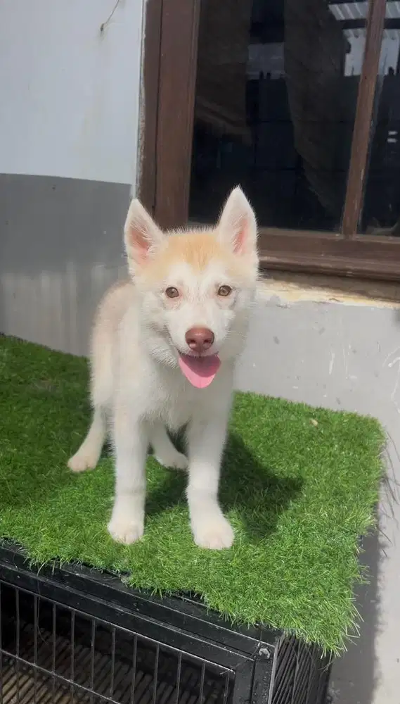 siberian husky betina