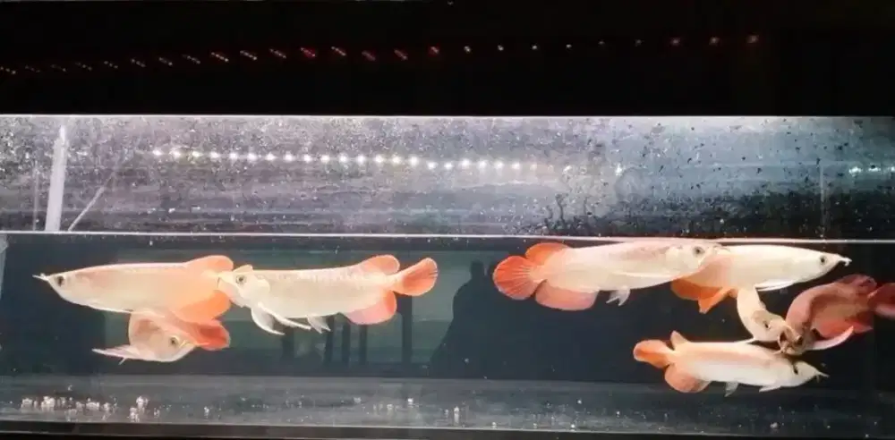 Arwana super red 22-24cm