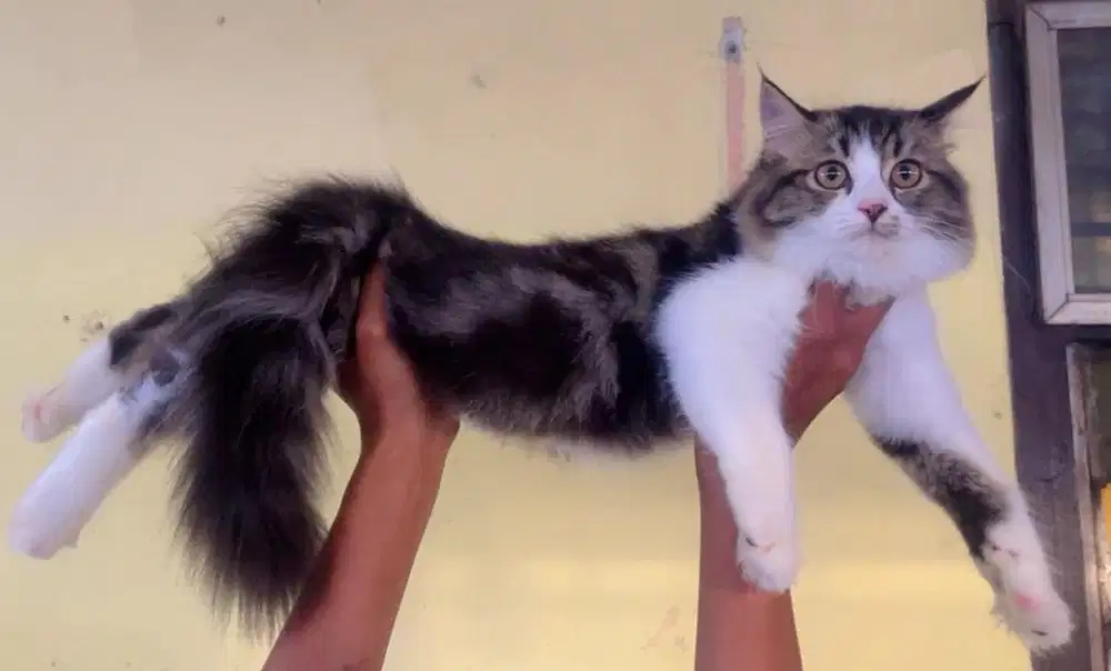 Kucing ras persia kitten betina 3.5 bln marbel