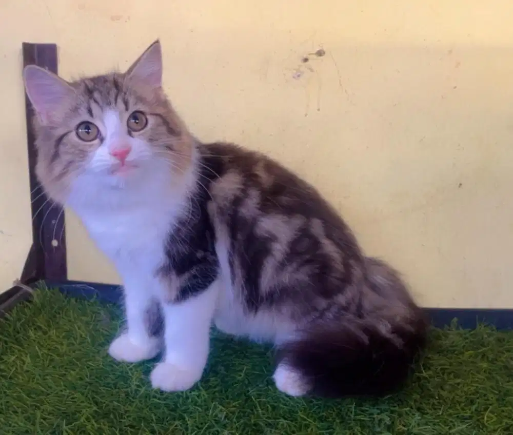 Kucing ras persia  kitten jantan marbel 3.5 bln