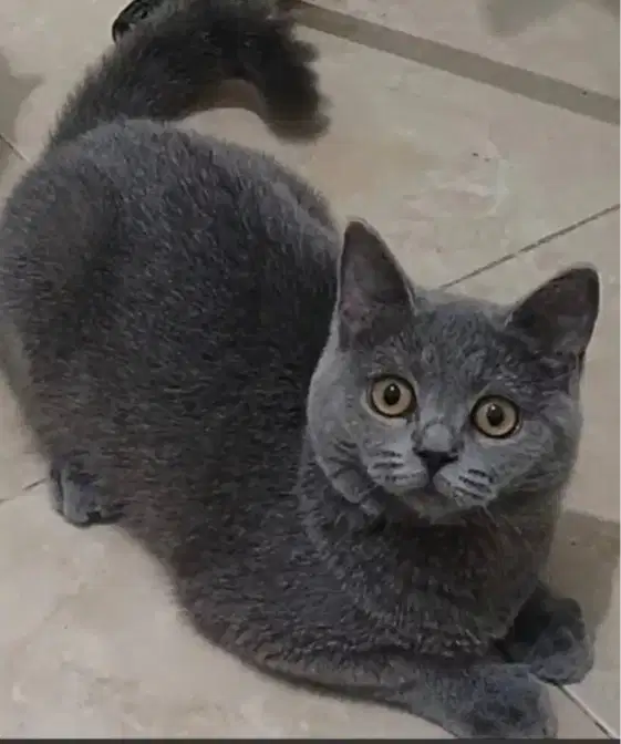 Kucing kitten British shorthair Abusollid