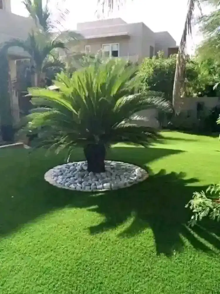 Jual rumput hias gajah mini