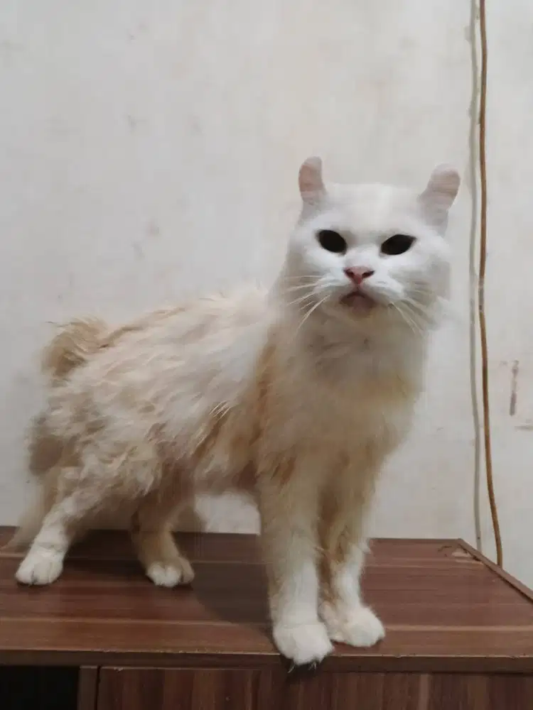 Kucing kinklow putih