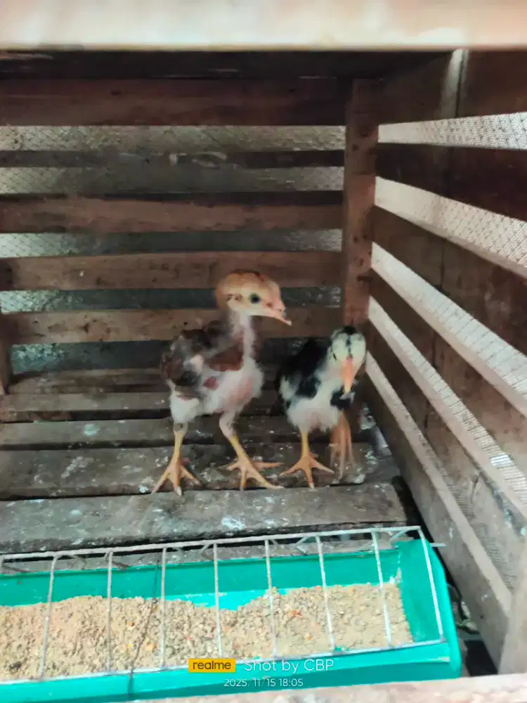 Anakan ayam khoytrad