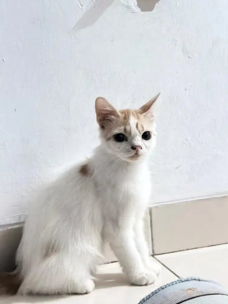 Kucing persia mix peak nose