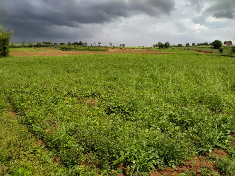 Dapatkan Tanah, Rasakan Hasilnya! Sewa Tanah Pertanian Murah Meriah