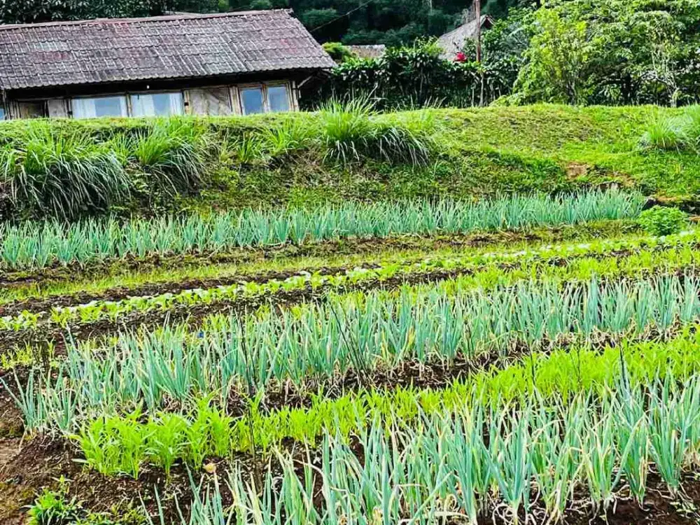 Jual tanah subur dgn view gunung.cocok utk Villa.