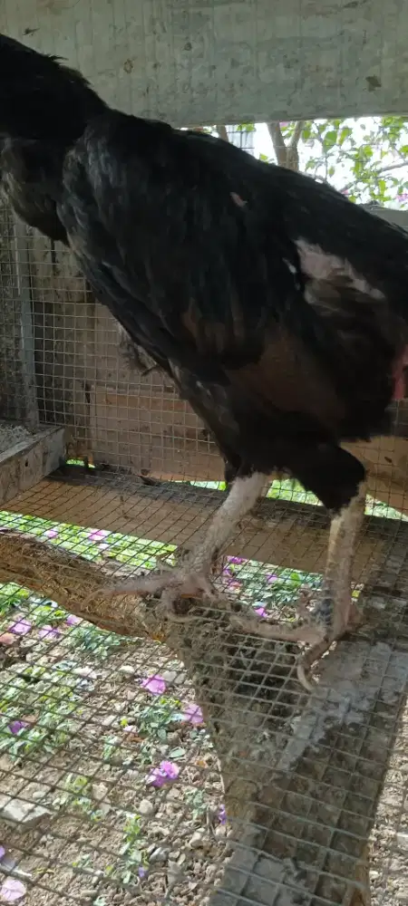 Jual Ayam Betina *sisik buaya*