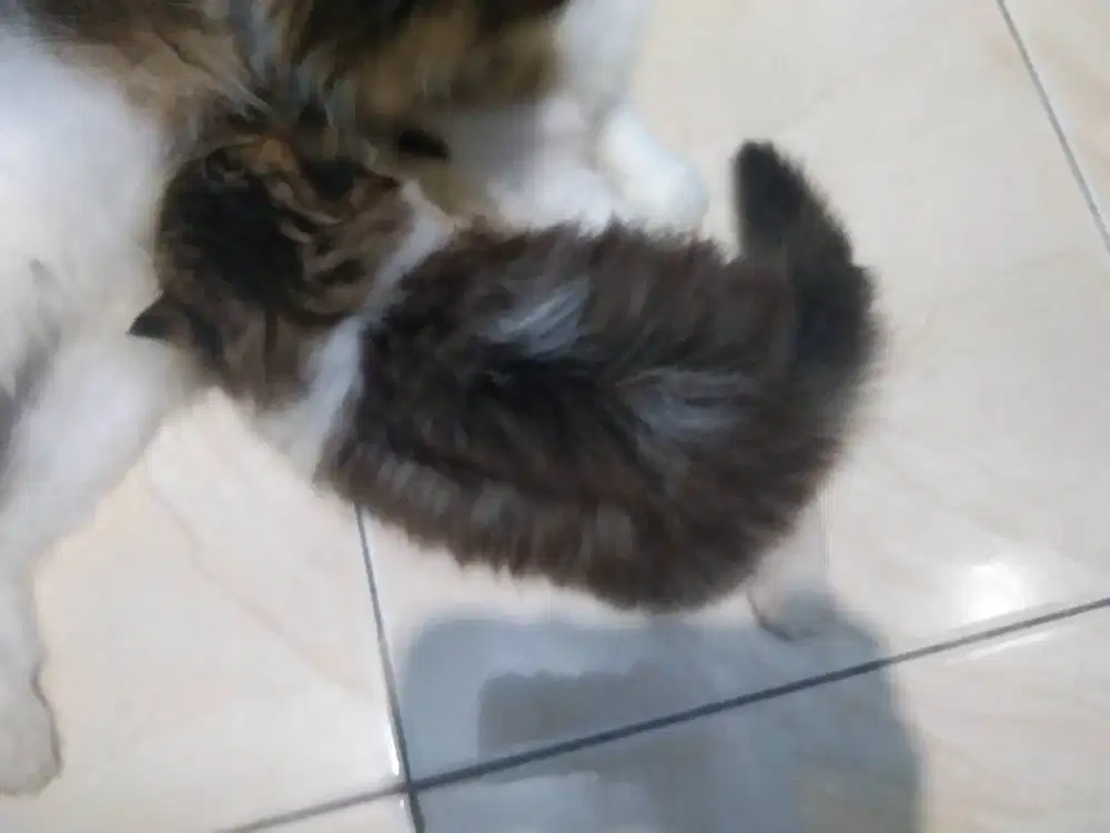 Lepas adopsi kucing persia