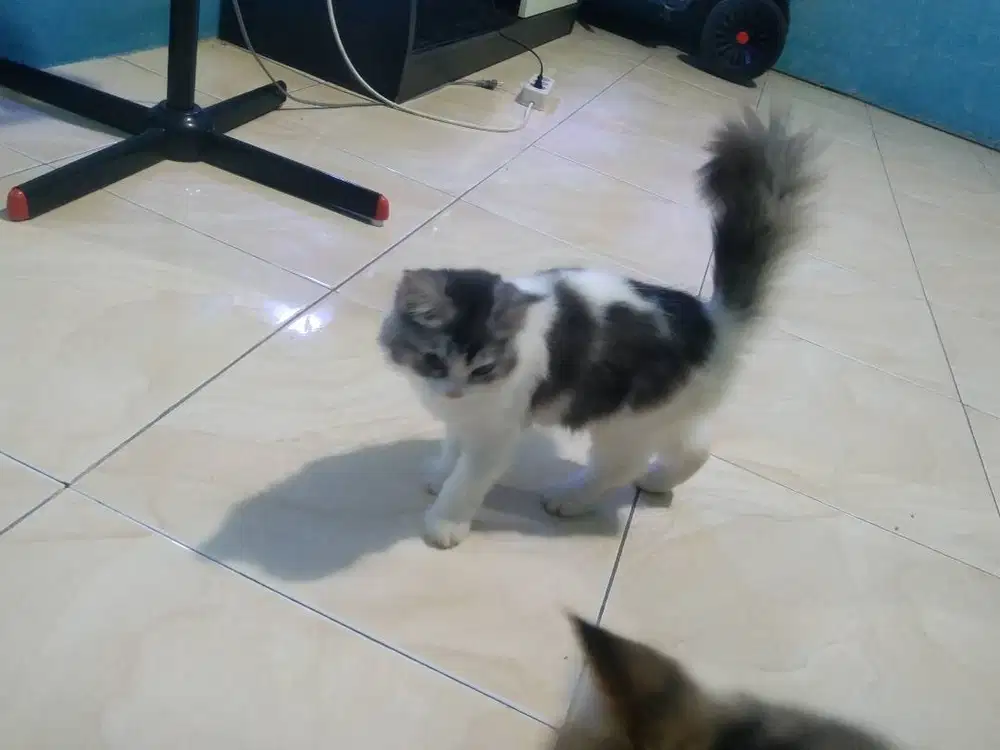 Lepas adopsi kucing persia
