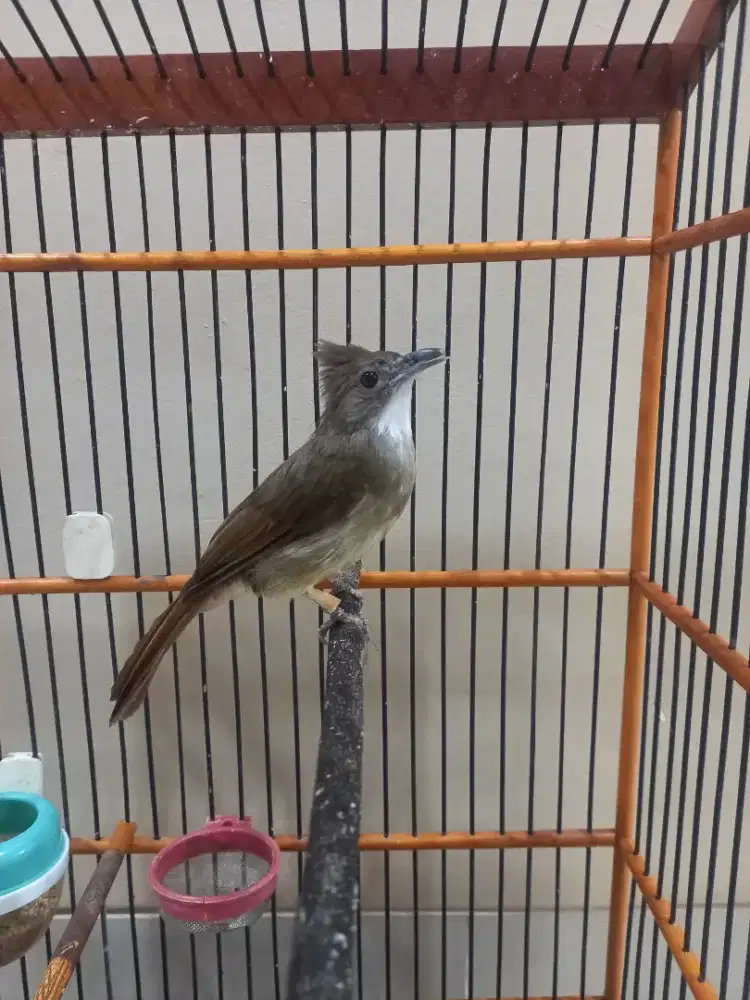 Cucak Jenggot jawa masteran mewah