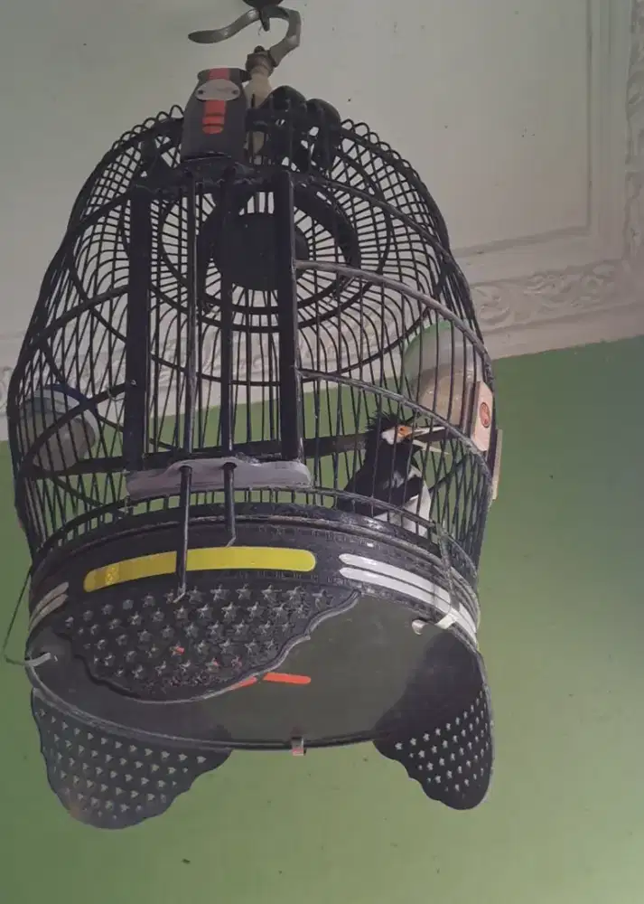 Buat penghoby setia J.SUREN TONJOLAN KASAR  SERTA NGEKEK PANJANG