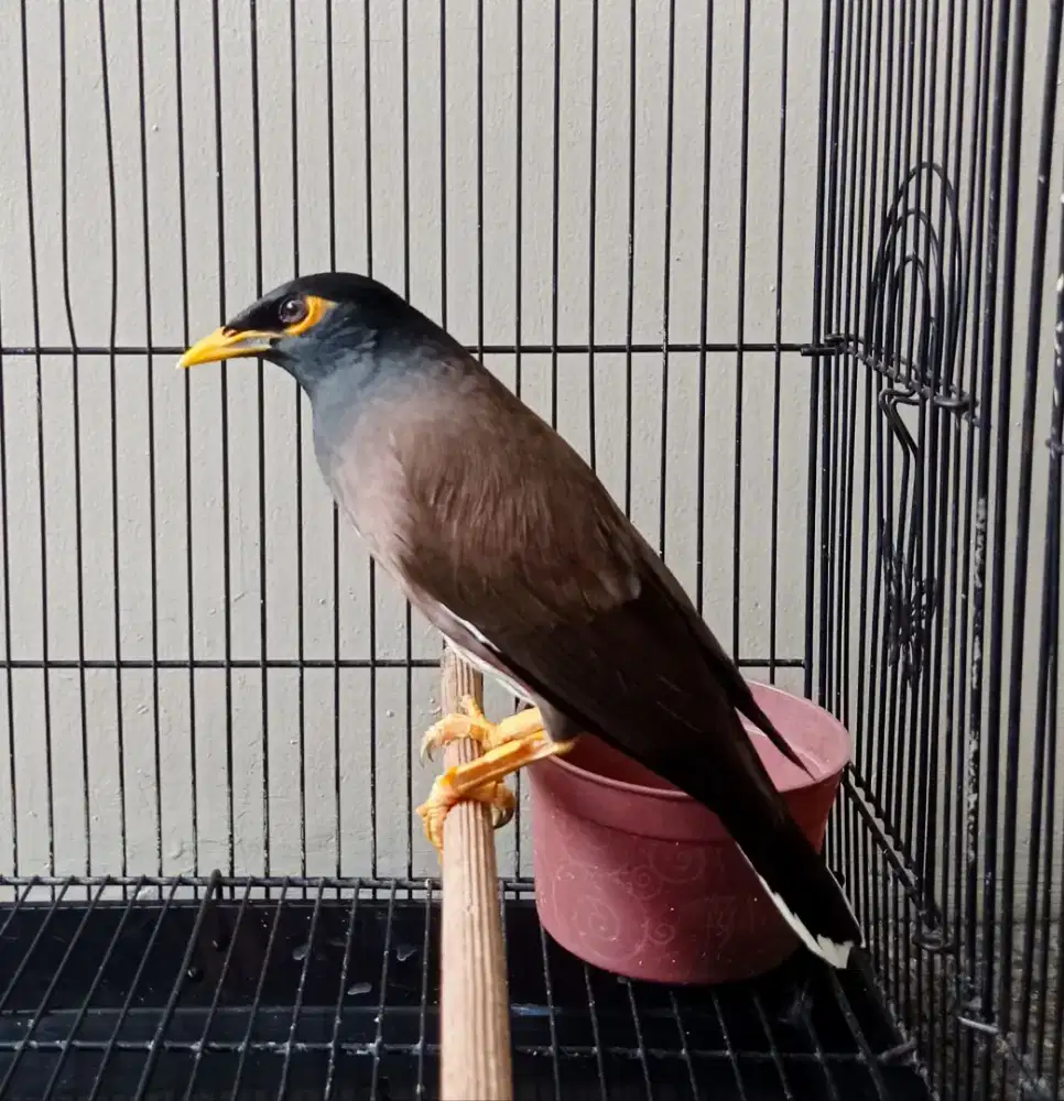 Jalak Batam / Nias Jantan