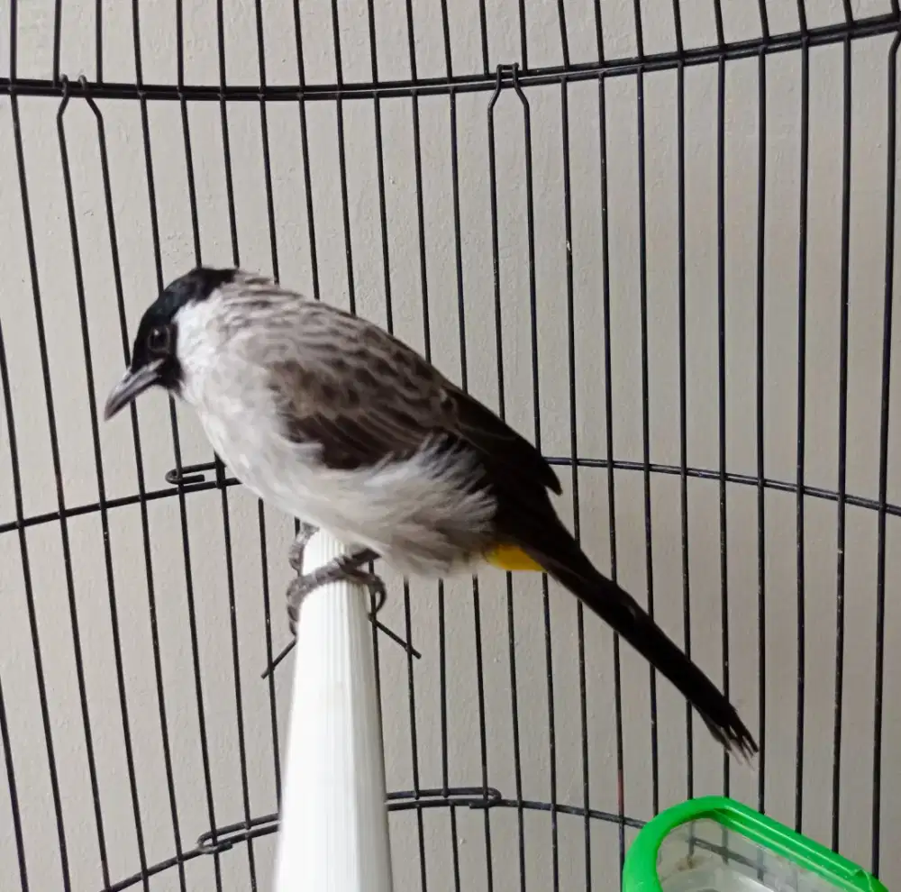 Kutilang Jantan Jinak