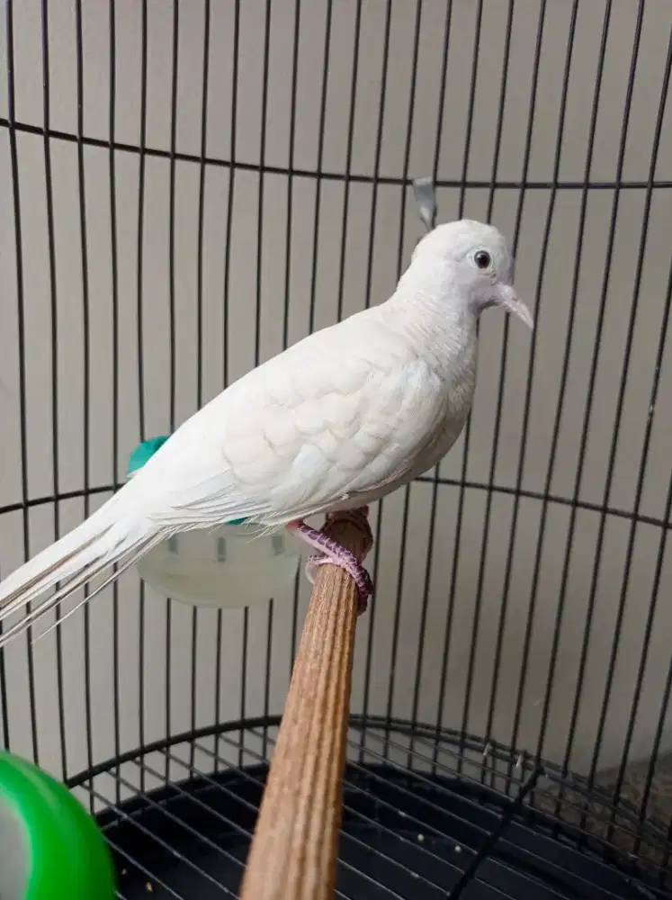 Perkutut Putih Lurik