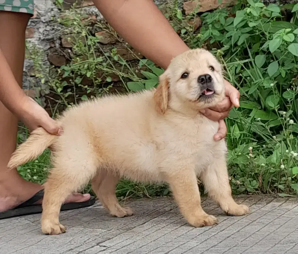 Anjing golden retriever
