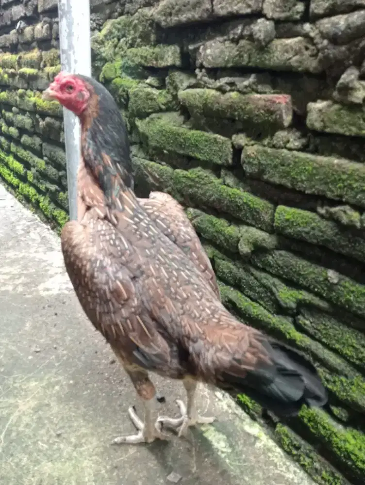 Ayam betina Mangon Silangan