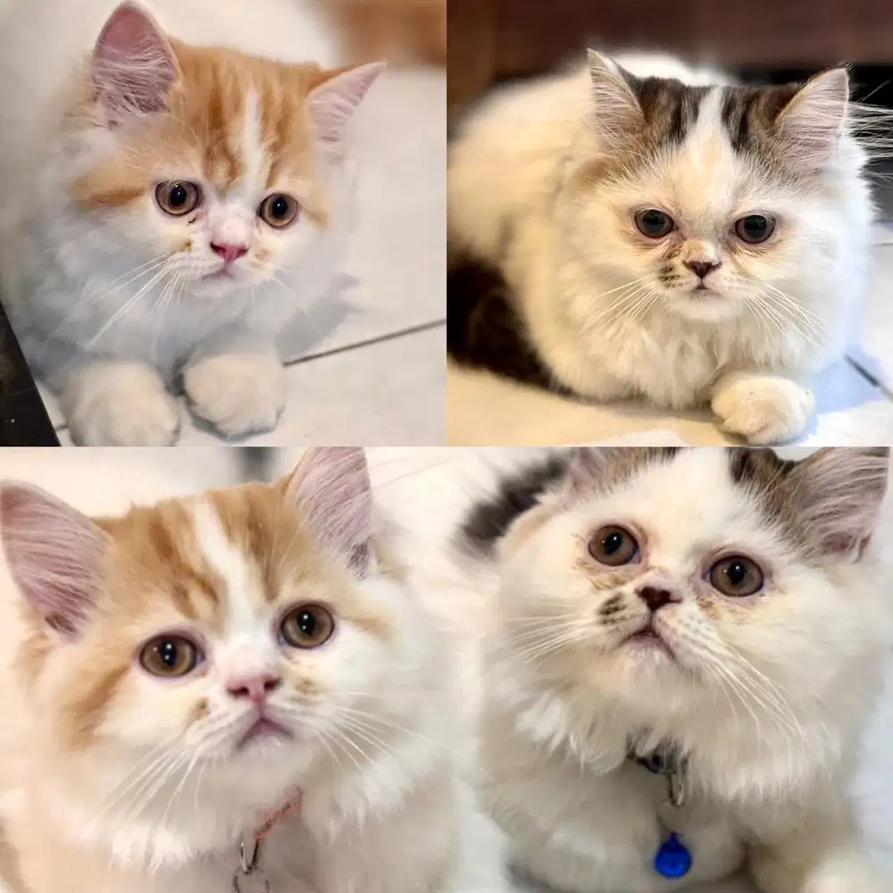 LA kitten Persia Flatnose