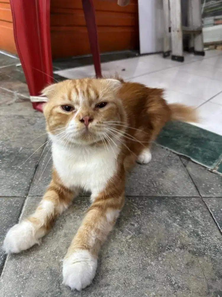 Kucing scotish fold  persia jepang