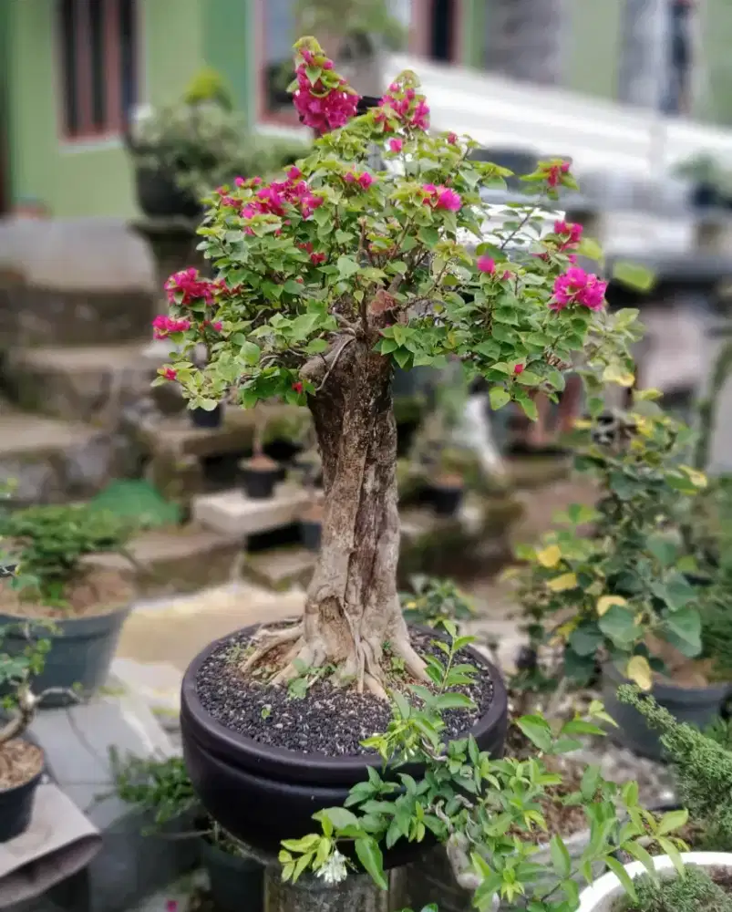 Bonsai Bougenville Large