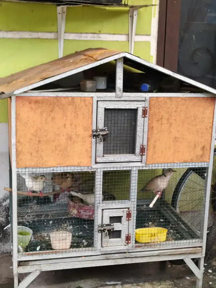 Kandang + isinya (burung puter 5 ekor)
