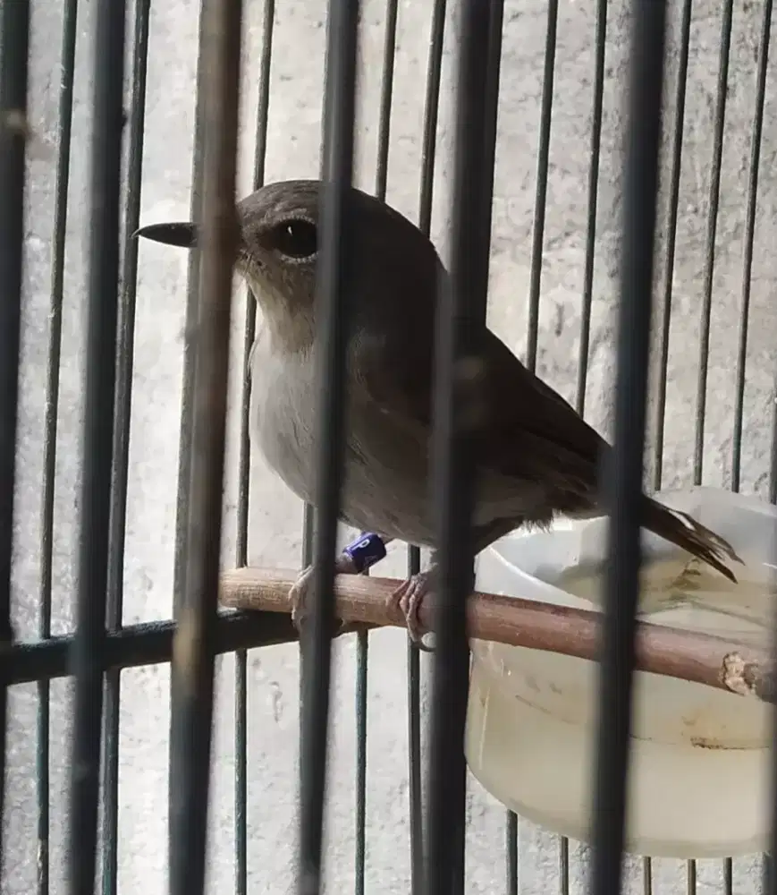 Tledekan betina rawatan lama