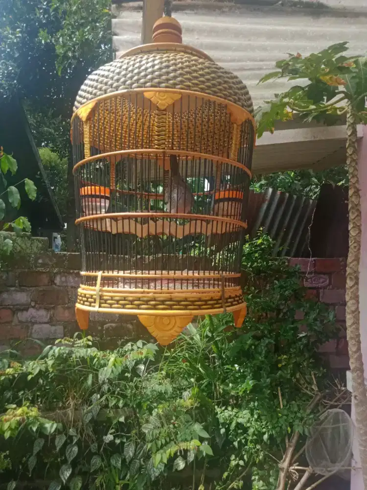 Burung perkutut kantong Semar gacor bisa dicetrek full set tt by ok