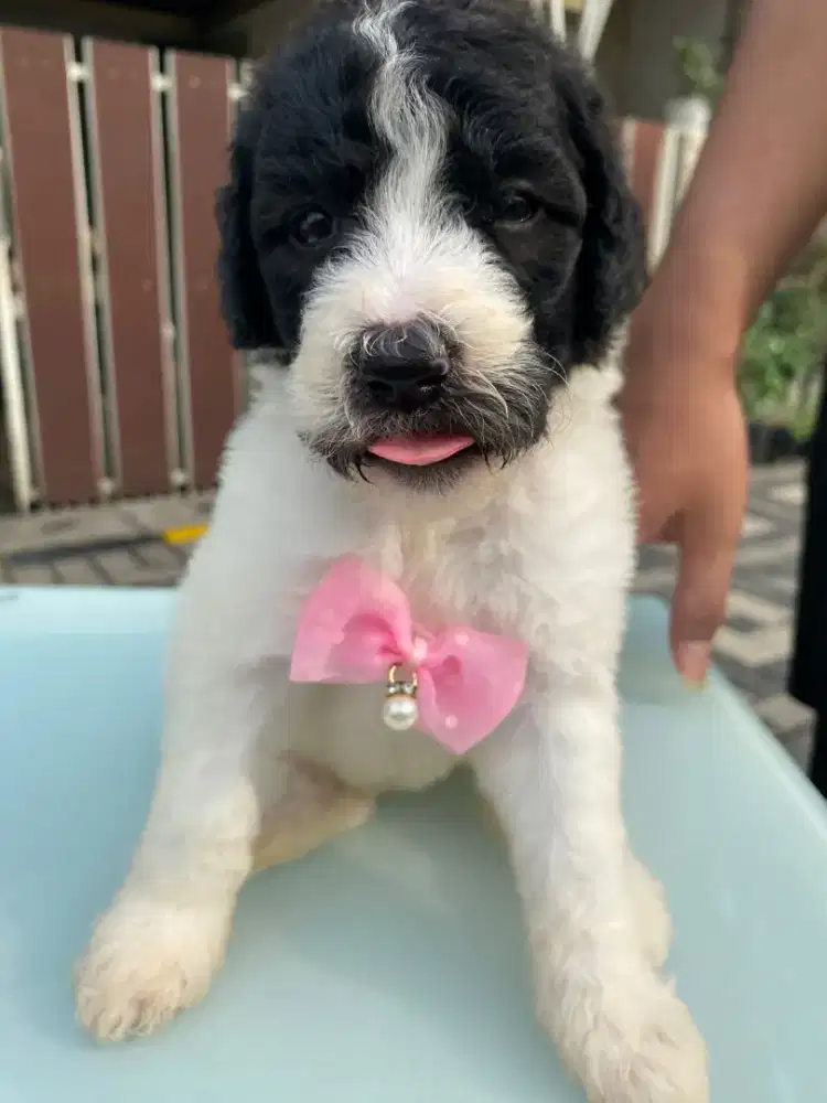 Poodle Giant party jantan betina super big bone