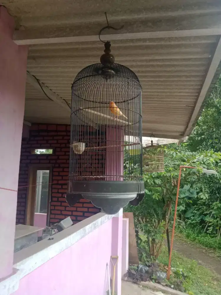 Burung kenari gacor full set murah saja