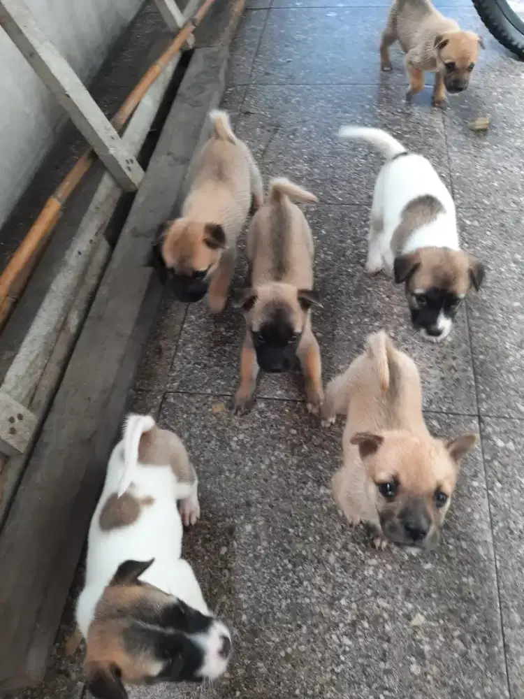 Anak anjing kampung