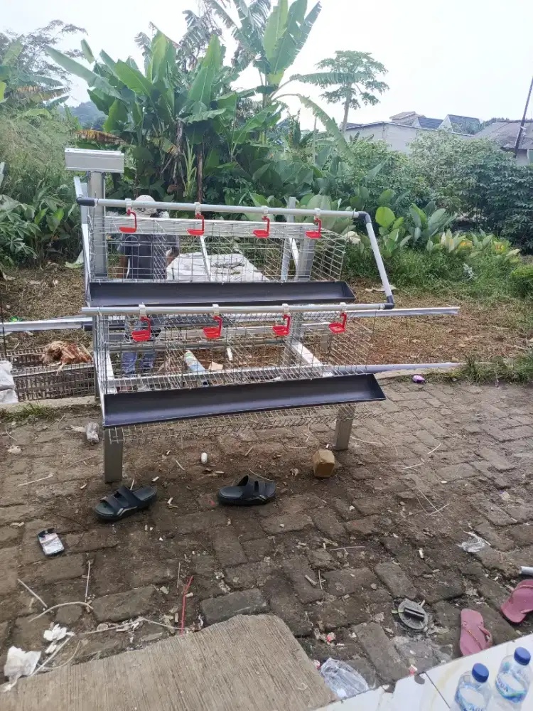 Kandang ayam petelur