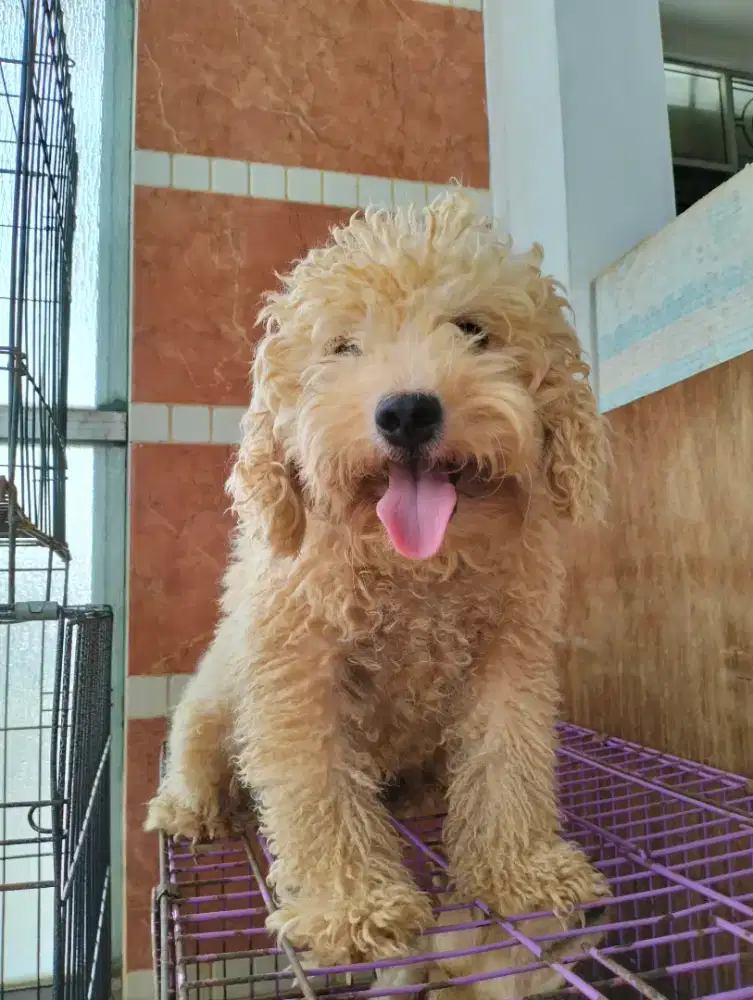 Jual Poodle jantan