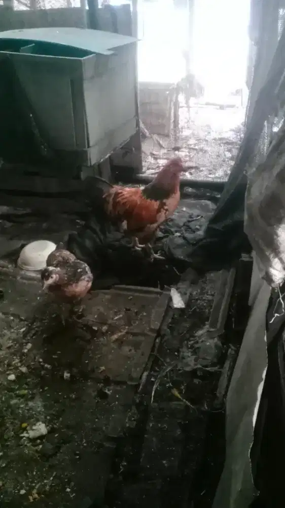 ayam brahma porseland