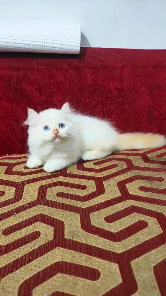 Kitten red point